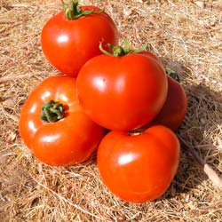 Tomato 'Fandango hybride F1'